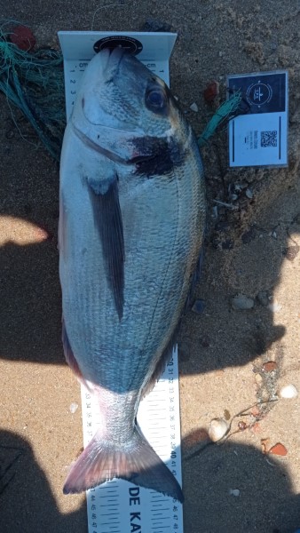 Fish Measure Picture